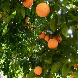  Appartamento Il Giardino Delle Zagare - Miniappartamento Tra Etna E Mare